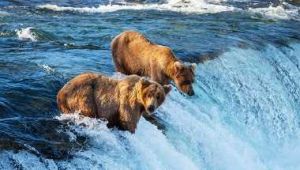 Alaska_Brown bear on Alaska.jpg