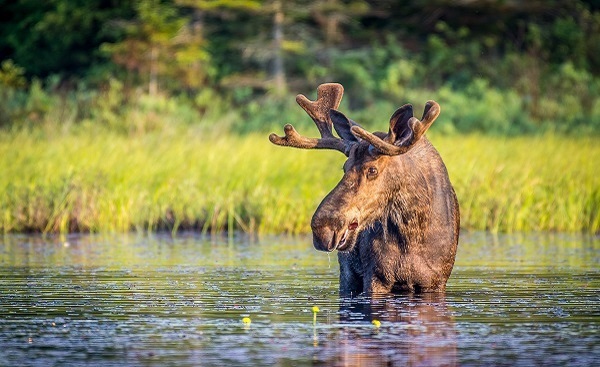 ALGONQUIN Bull moose in Algonguin Park  Ontario  Canada  shutterstock 787749040