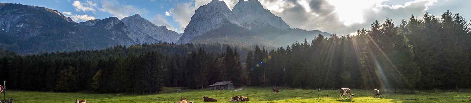 ALPENJUWELEN  Group of cows on a pasture in the Alps near Zugspitze shutterstock 493794661