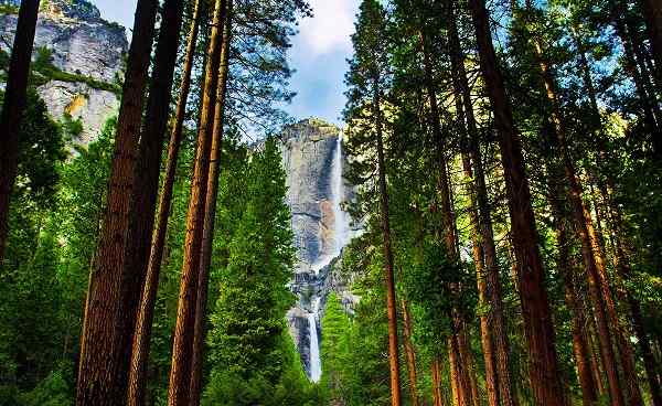 AMERICAN-DISCOVERY Yosemite Waterfalls behind Sequoias 128950319