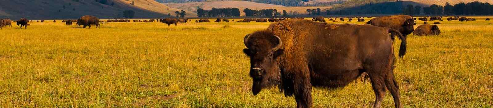 AMERIKAS-NATIONALPARKS -Yellowstone National Park Bison Paradis 125195225