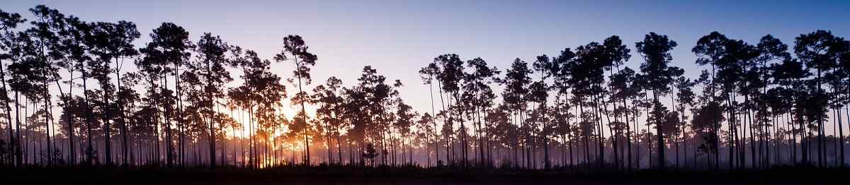 BESTE-FLORIDA  Florida Everglades