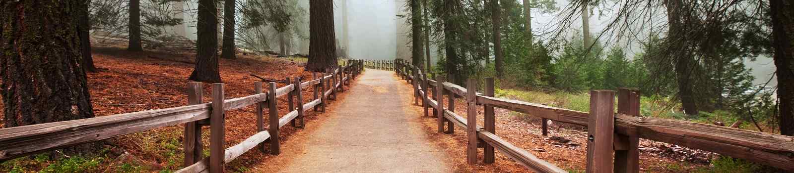 BESTE-KALIFORNIEN Slide NP SequoiaNationalPark 83983093