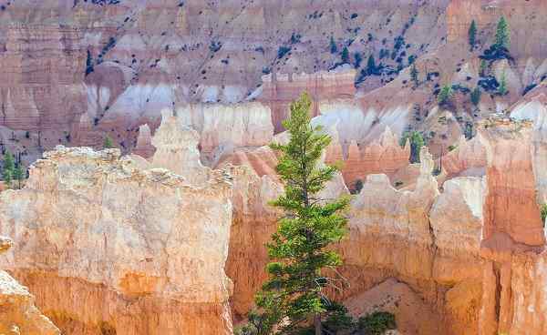 BRYCE-CANYON-PANORAMA Bryce Canyon with magnificent Stone  126359912