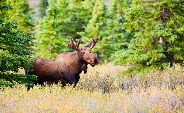 BUS-ALASKA-YUK Moose  Denali National Park and Preserve  Alaska  USA 589564721