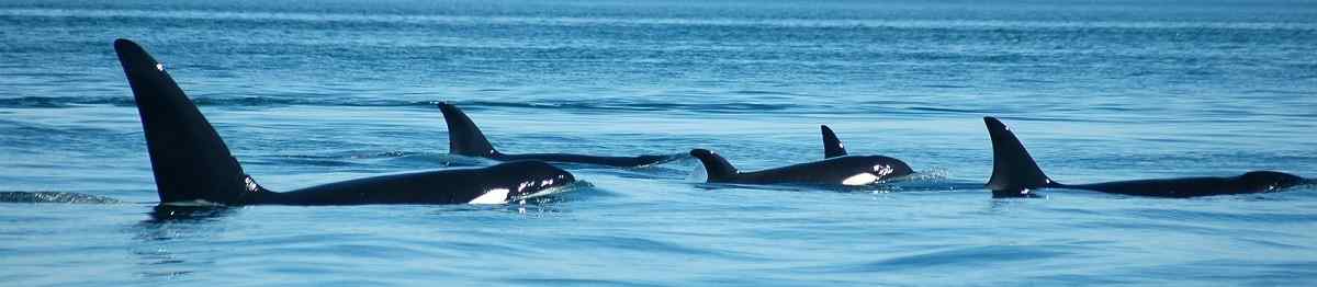 BUS-ALASKA-YUK -Kanada orcas surfaces together