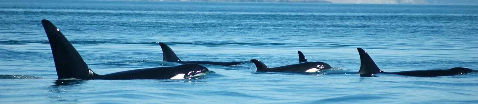 BUS-ERL-WCAD -Kanada Vancouver Island A group of transient marine mammal feeding orcas surfaces together  with San Juan Island
