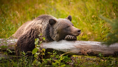 BUS-GLANZ-CAD_Wild Eastern Slopes Grizzly bear taking a rest in a mountain forest in summer Banff National Park Alberta Canada_shutterstock_522134689.jpg