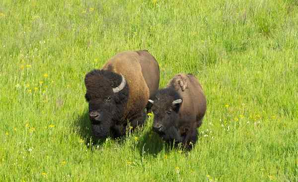 Bisons in Hayden Valley  Yellowstone National Park  Wyoming  USA shutterstock 525069721