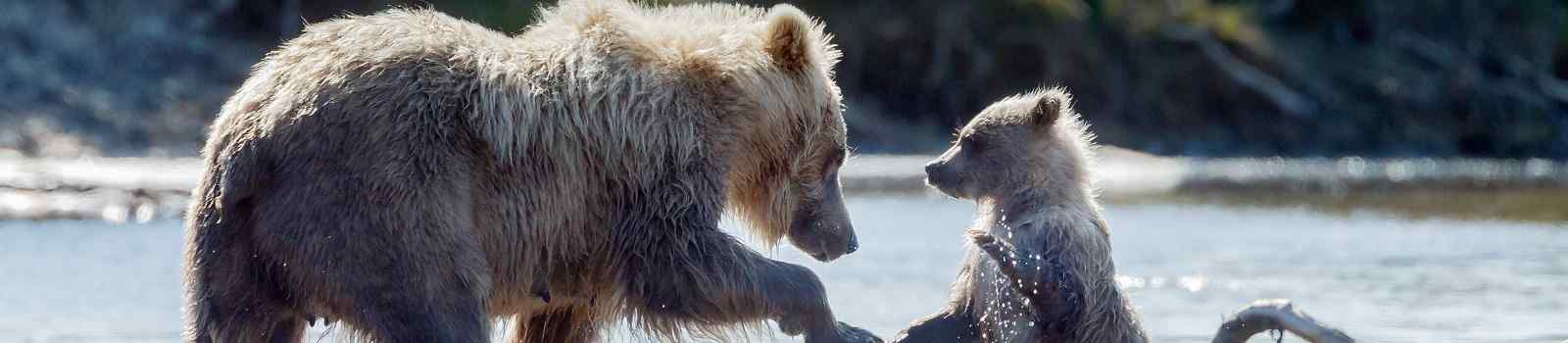 CA-NORDL-YUKON Brown bear female and her cub shutterstock 421064782