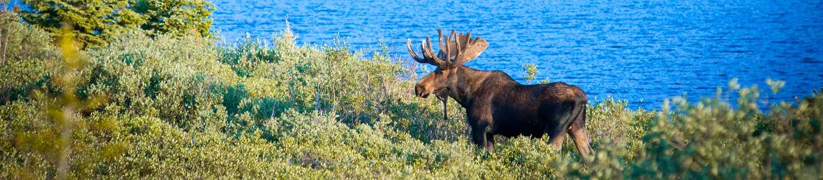 CA-SONORA Majestic Bull Moose surveys the lakeside early Colorado morning shutterstock 224908444
