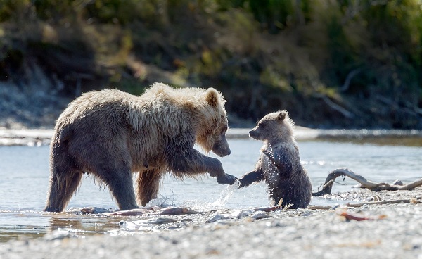 CA-SPIRIT-BEAR-LODGE BBrown bear female and her cub shutterstock 421064782
