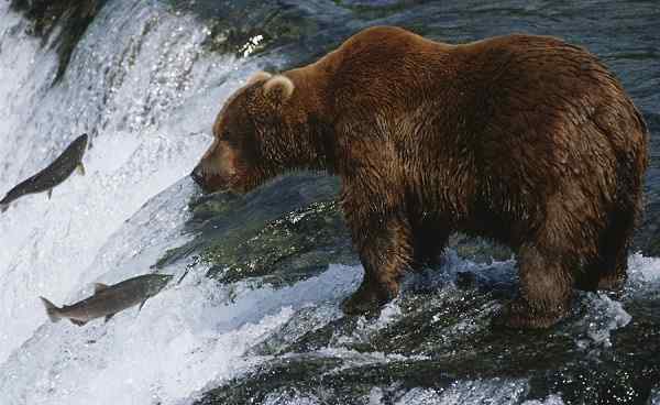 CA-SPIRIT-BEAR-LODGE Canada  grizzly bear standing in river looking at salmon shutterstock 212227777