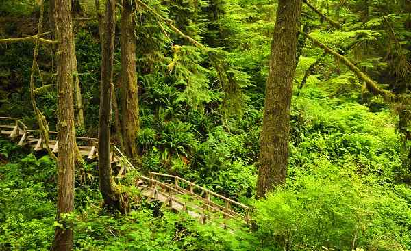 CAD-RM-FPW Kanada Vancouver Island Wooden path through temperate rain forest  Pacific Rim National Park