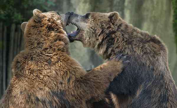CAD-RM-HELI Kanada Two brown grizzly bears while fighting close up portrait