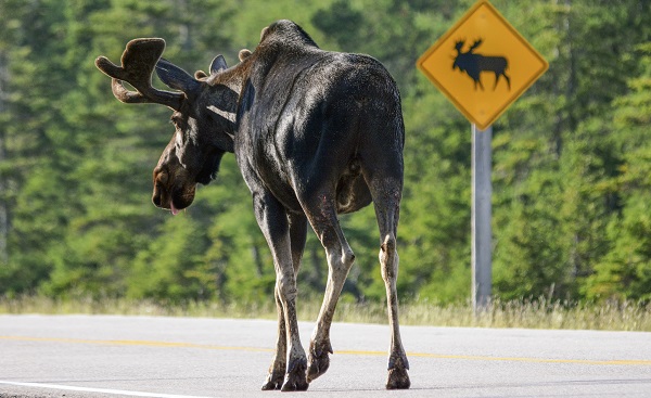 CAD-RM-REITEN Kanada bull moose respecting road sign