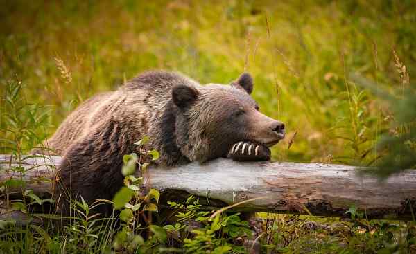 CAD-WEST-WAN Wild Eastern Slopes Grizzly bear taking a rest in a mountain forest in summer Banff National Park Alberta Canada shutterstock 522134689