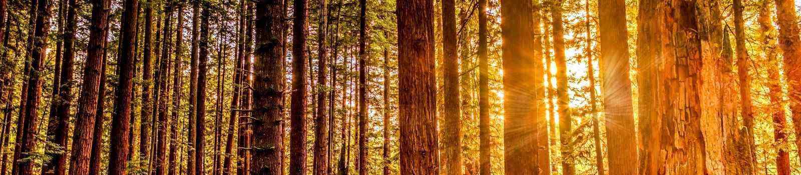 CALIFORNIA-DREAMING -Redwood Forest shutterstock 273541913