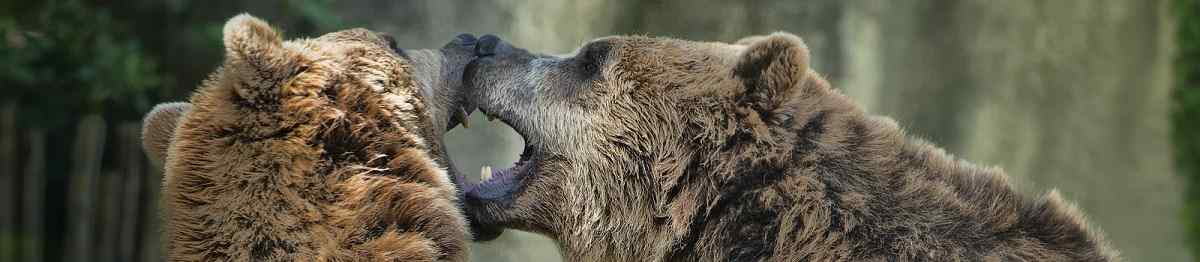 CHI-CHOCS -Kanada Two brown grizzly bears while fighting close up portrait