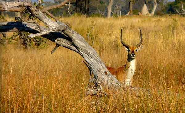 CHOBE-PRINCESS Impala hiding behind a dead tree in Pom-Pom Island  Okavango  126705266