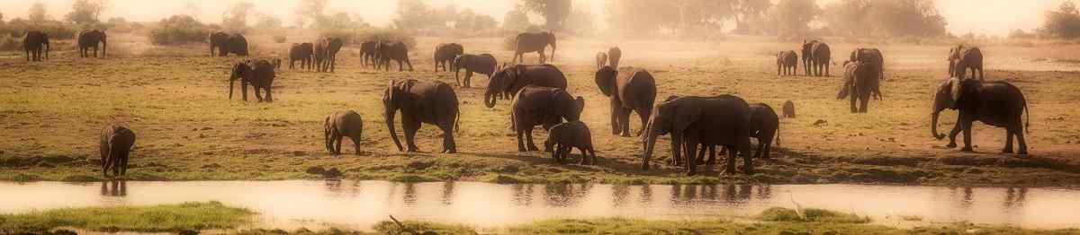 CHOBE-PRINCESS  Botswana Elefantenherde Panorama 134983100