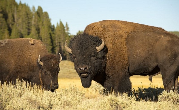 COWBOYS-INDIANER Montana-Yellowstone Bueffel 145842569