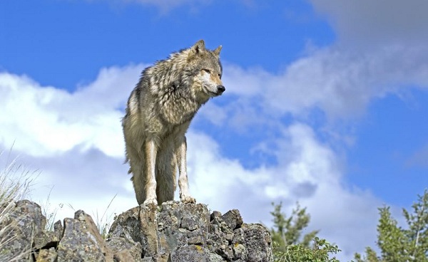 COWBOYS-INDIANER Montana Timber Wolf 113984314