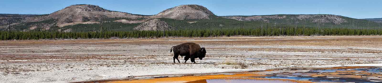 COWBOYS-INDIANER -Wyoming Yellowstone Emerald Pool mit Bueffel 85799053