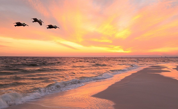 ECHTE-FLORIDA Florida Beach Pelikane 140978338