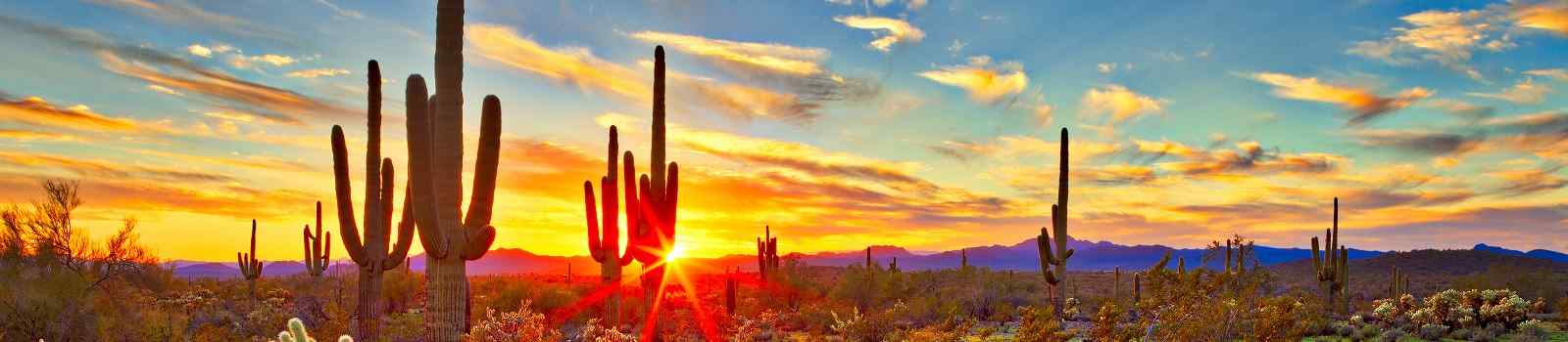 FAMILIE-WEST  Saguaros at sunset in Sonoran Desert near Phoenix shutterstock 550221112