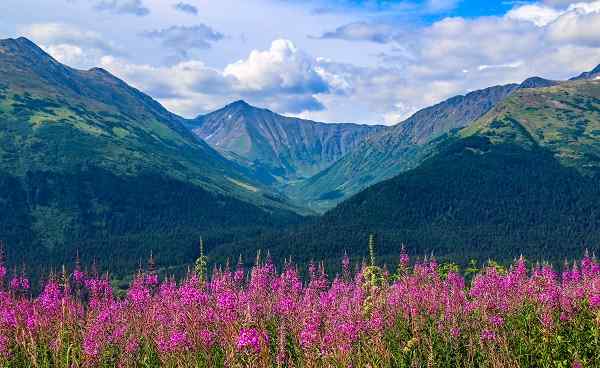 Fireweed in Anchorage Alaska in the summer shutterstock 1456522169