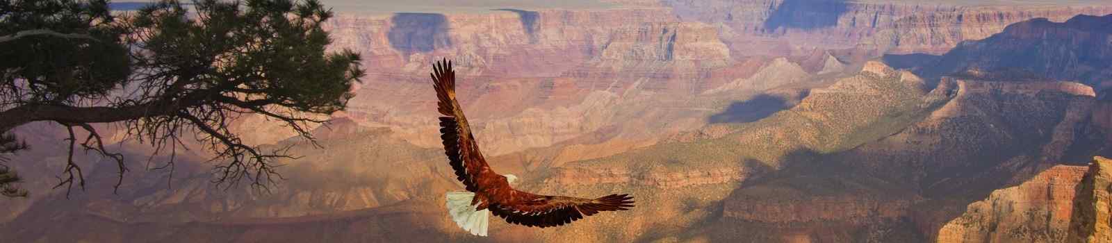 GRAND-CANYON-PANORAMA -Grand Canyon Eagle takes flight over Grand Canyon USA