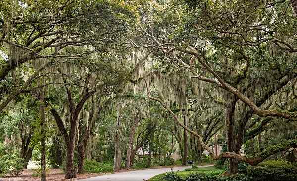 HARLEY-FUN-RIDE-ATLANTIK New Orleans Oaks draped in Spanish Moss 159387578