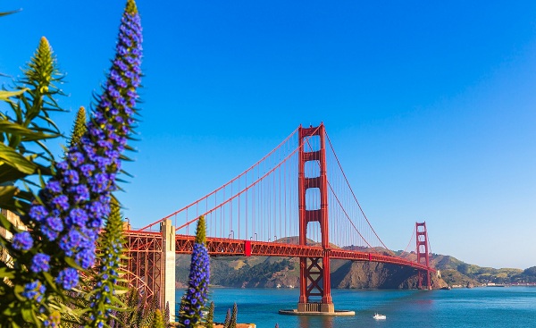 HARLEY-PANAMERICANA-LA-SEA Golden Gate Bridge San Francisco purple flowers Echium candicans in California shutterstock 171878780