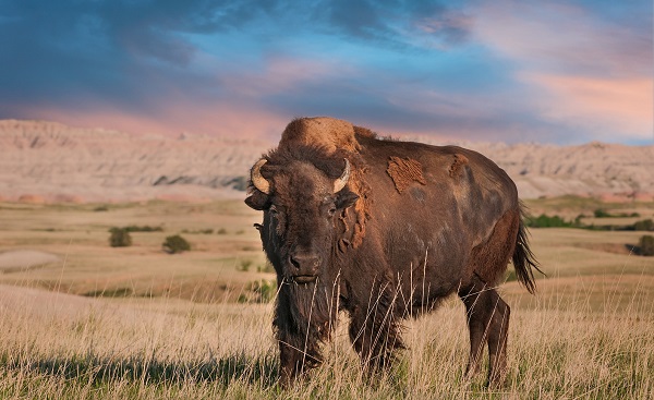 HARLEY-WILD-WEST Badlands American Bison Bull Bison bison shutterstock 115927624