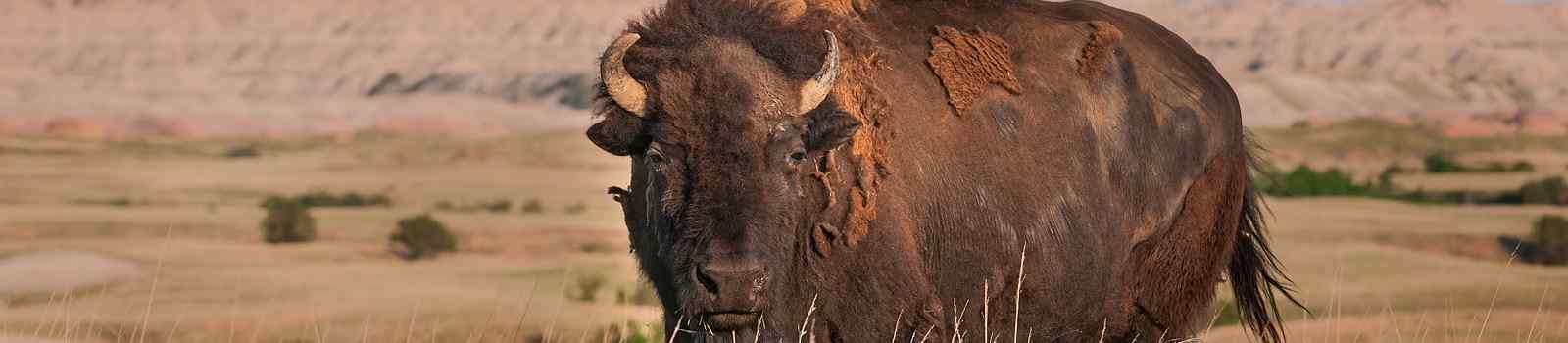HERRLICHE-NATIONALP -Badlands American Bison Bull shutterstock 115927624
