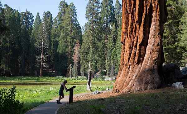 JENSEITS-ROTEN-FELSEN Kalifornien in front of giant sequoia tree  151583216