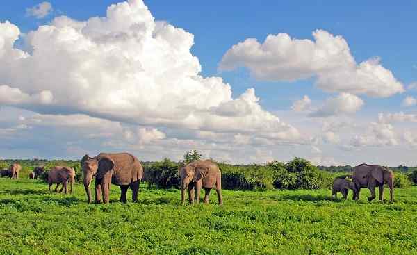 KALAHARI-WUESTE Botswana Chobe NP Elefanten 112385819