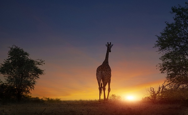 KALAHARI-WUESTE Botswana Giraffe im Sonnenuntergang 159989909