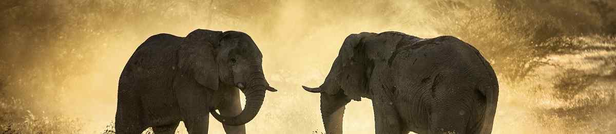 KALAHARI-WUESTE  African elephant  131571395