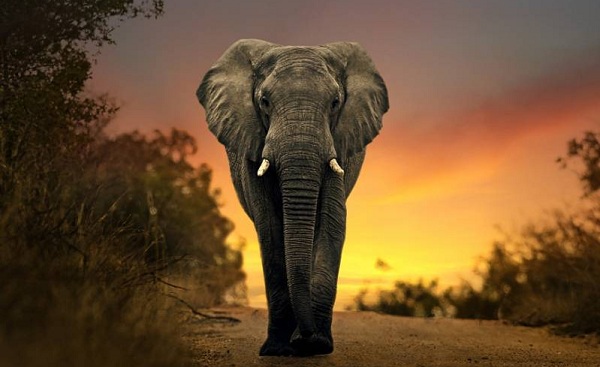 KALAHARI-WUESTE africa elephant walking in sunset  160313069
