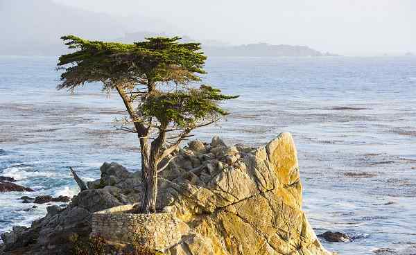 KIDS-GO-KALIFORNIEN Kalifrornien Monterey The Long Cypress Tree-17 Mile Drive 161451131
