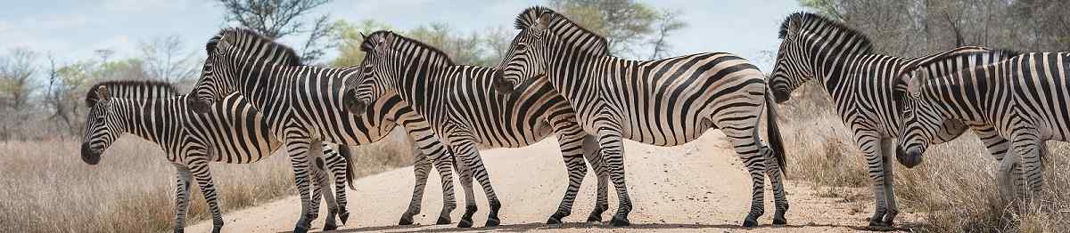 KL-ABENTEUER-KRUEGER  Suedafrika Kruger Zebra 188911220