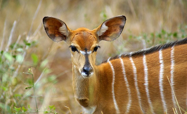 KL-ABENTEUER-KRUEGER Suedafrika Kruger Nyala antelope 37248913