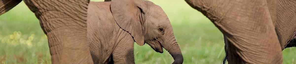 KL-BOTSWANA-LODGE  Botswana Elefanten Baby 54180169
