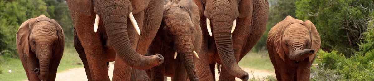 KL-GR-STIL Slide A herd of elephants with baby calves approaches us 102111370