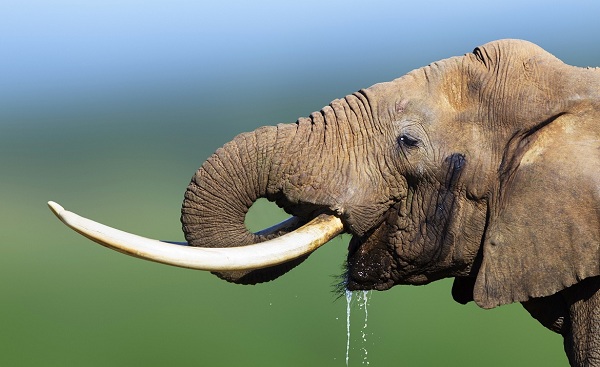 KL-GR-STIL Suedafrika Addo NP Elephant 110723345