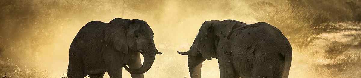KL-JOBURG-CPT  African elephant  131571395