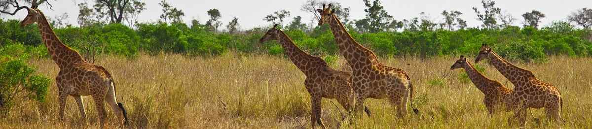KL-KLASSISCH-SA  Suedafrika Kruger Giraffen Panorama 171289322