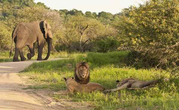 KL-KLASSISCH-SA Suedafrika Kruger NP Loewen Elephant 177062495